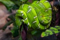 Emerald Tree Boa Snake Royalty Free Stock Photo