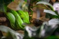 Emerald Tree Boa Snake Royalty Free Stock Photo