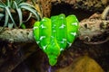 An Emerald Tree Boa snake curls up on a tree branch Royalty Free Stock Photo
