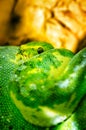 Emerald Tree Boa Snake - green Royalty Free Stock Photo