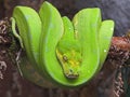 Emerald Tree Boa from South America. Exotic snake wrapped in a ball Royalty Free Stock Photo