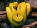 Emerald Tree Boa from South America. Exotic snake wrapped in a ball