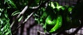 Emerald Tree Boa from South America. Exotic snake wrapped in a ball.