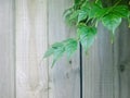 Emerald tree branch with wooden background. Cool tone. Royalty Free Stock Photo