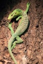 Emerald tree monitor