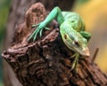 Emerald Tree Monitor, Varanus prasinus, climbing on tree