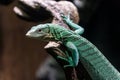 Emerald tree monitor, Varanus prasinus closeup