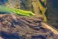 Emerald tree monitor (Varanus prasinus)