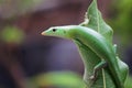 Emerald tree skink on green leaves, reptile closeup