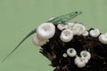 An emerald tree skink is hunting for insects in a wild mushroom colony growing on weathered tree trunks. Royalty Free Stock Photo