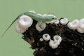 An emerald tree skink is hunting for insects in a wild mushroom colony growing on weathered tree trunks. Royalty Free Stock Photo