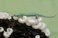 An emerald tree skink is hunting for insects in a wild mushroom colony growing on weathered tree trunks. Royalty Free Stock Photo