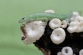 An emerald tree skink is hunting for insects in a wild mushroom colony growing on weathered tree trunks. Royalty Free Stock Photo