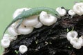 An emerald tree skink is hunting for insects in a wild mushroom colony growing on weathered tree trunks. Royalty Free Stock Photo