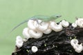 An emerald tree skink is hunting for insects in a wild mushroom colony growing on weathered tree trunks. Royalty Free Stock Photo