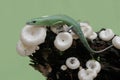 An emerald tree skink is hunting for insects in a wild mushroom colony growing on weathered tree trunks. Royalty Free Stock Photo