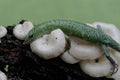 An emerald tree skink is hunting for insects in a wild mushroom colony growing on weathered tree trunks. Royalty Free Stock Photo