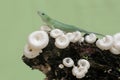 An emerald tree skink is hunting for insects in a wild mushroom colony growing on weathered tree trunks. Royalty Free Stock Photo