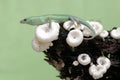 An emerald tree skink is hunting for insects in a wild mushroom colony growing on weathered tree trunks. Royalty Free Stock Photo