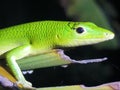 Emerald tree skink lamplorepis smaragdina Royalty Free Stock Photo
