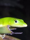Emerald tree skink lamplorepis smaragdina Royalty Free Stock Photo