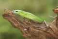 An emerald tree skink is sunbathing before starting their daily activities. Royalty Free Stock Photo