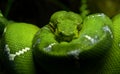 Emerald Tree Snake