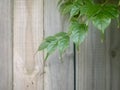 Emerald tree branch with wooden background. Royalty Free Stock Photo