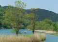 Emerald water of Vulcan mountain river with thickets of common reed Phragmites australis. River flows into Black Sea