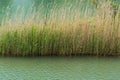 Emerald water of Vulcan mountain river with thickets of common reed Phragmites australis. River flows into Black Sea