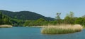 Emerald water of Vulcan mountain river with thickets of common reed Phragmites australis. River flows into Black Sea