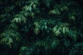 Emerald Whisper: Lush Ferns and Foliage at Twilight Royalty Free Stock Photo