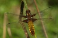 An emerged Broad bodied Chaser Dragonfly Libellula depressa. Royalty Free Stock Photo