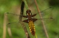 An emerged Broad bodied Chaser Dragonfly Libellula depressa.