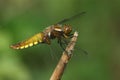 An emerged Broad bodied Chaser Dragonfly Libellula depressa. Royalty Free Stock Photo