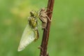 An emerged Broad bodied Chaser Dragonfly Libellula depressa. Royalty Free Stock Photo