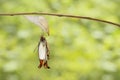 Emerged great orange tip butterfly Anthocharis cardamines fr Royalty Free Stock Photo