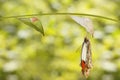 Emerged great orange tip butterfly Anthocharis cardamines fr Royalty Free Stock Photo