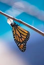 Emerged Monarch butterfly Royalty Free Stock Photo