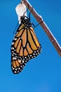 Emerged Monarch butterfly Royalty Free Stock Photo