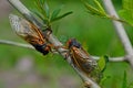 Emerged 17 year Brood X periodical cicadas. Royalty Free Stock Photo