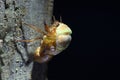 Emergence of Large Brown Cicada