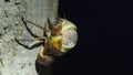 Emergence of Large Brown Cicada