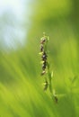 The emergence of a rare fly orchid