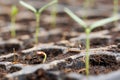 Emergence of tomato seed Royalty Free Stock Photo