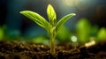 Close Up of a green Sprout growing in the Nature. Blurred Background