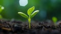 Close Up of a green Sprout growing in the Nature. Blurred Background