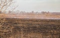 Emergency in a field, fire burns dry grass with animals Royalty Free Stock Photo