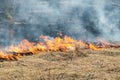Emergency in a field, fire burns dry grass with animals