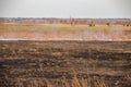 Emergency in a field, fire burns dry grass with animals Royalty Free Stock Photo